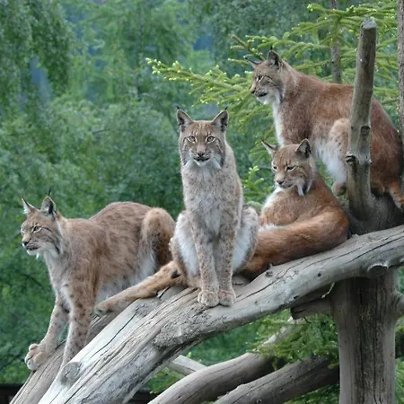 Martins Comfort * Assling